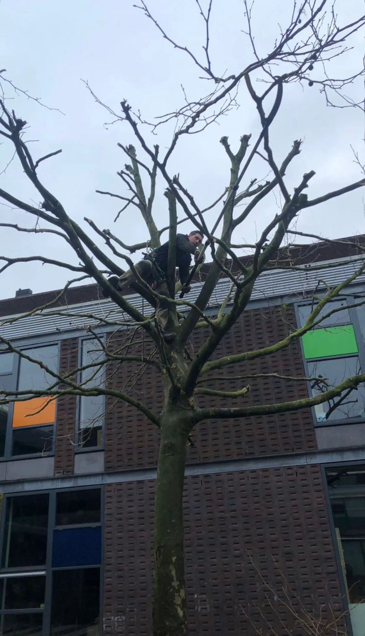 Vakkundig gesnoeide boom